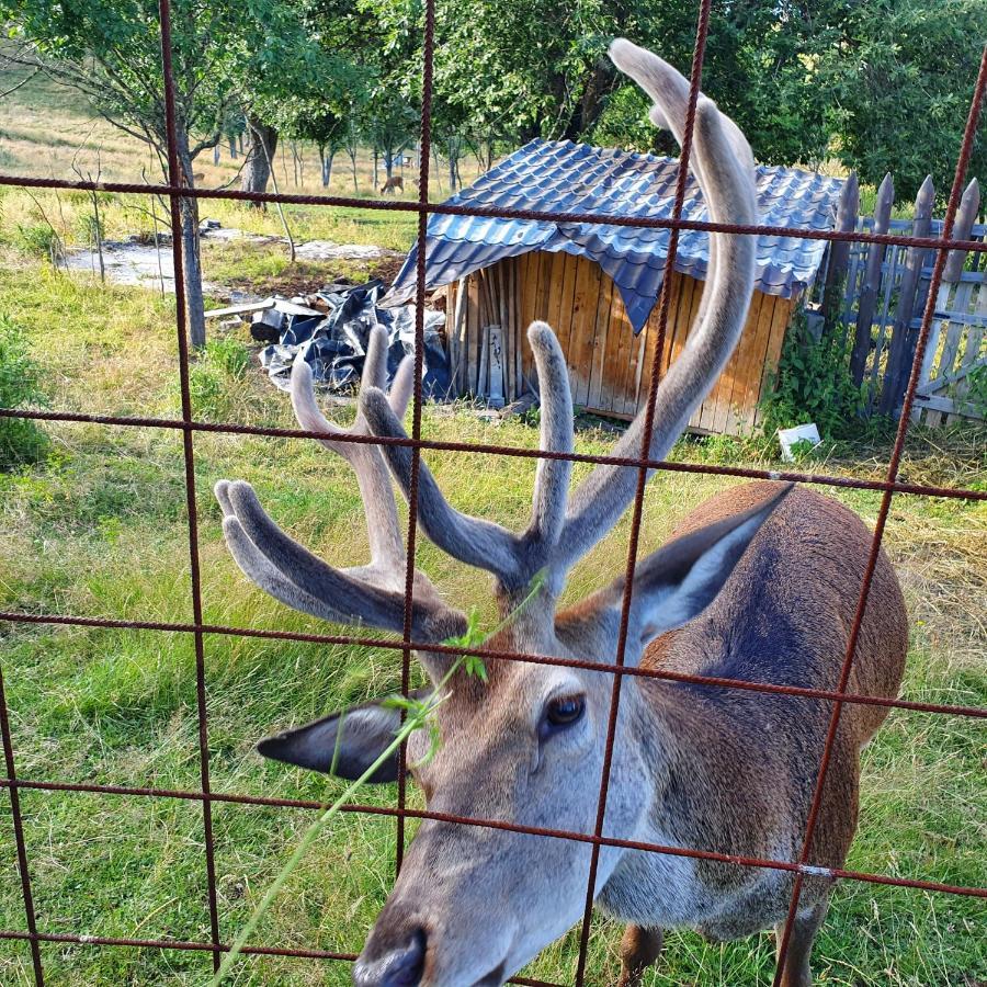 Planinska Koliba Ajdanovici Jelovac Nisicka Visoravan Olovo  Buitenkant foto